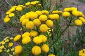 Enen aus Tansy