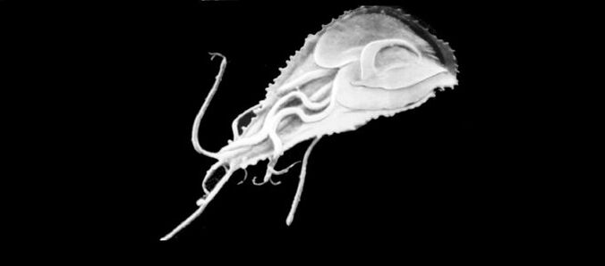 Déi einfachst Parasiten