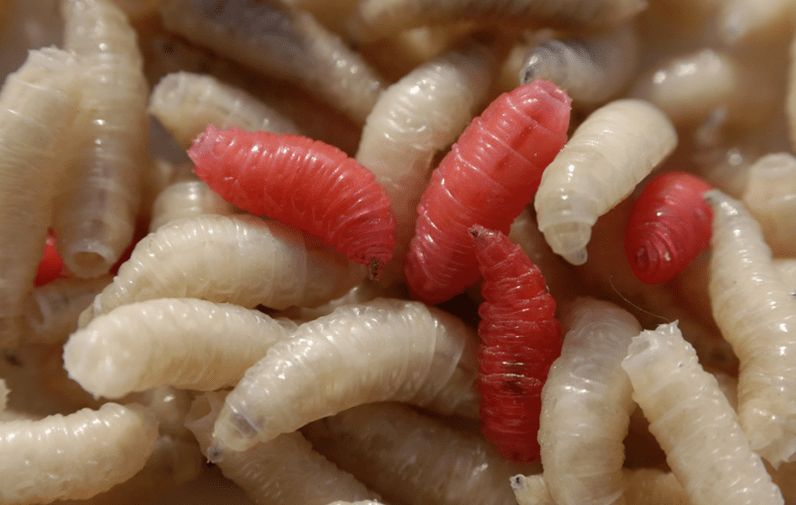 Aarte vu Parasiten