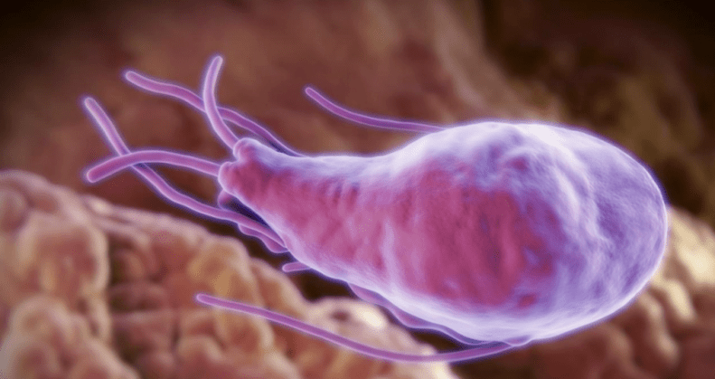 Alveococcus an echincoccus