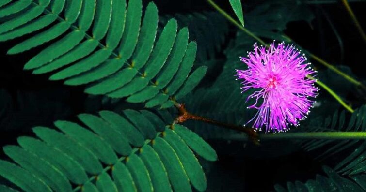 Mimosa Samen Pudica hëllefen d'Parasiten aus dem Kierper ze huelen