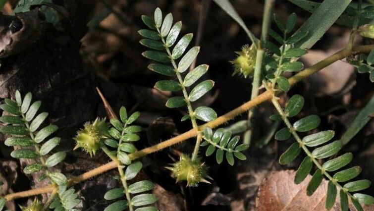 Tribulus hëlleft effektiv Parasiten aus dem Kierper ze läschen