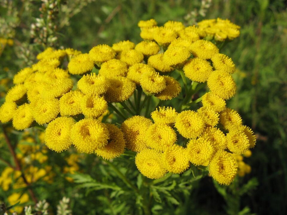 Tansy géint Parasiten