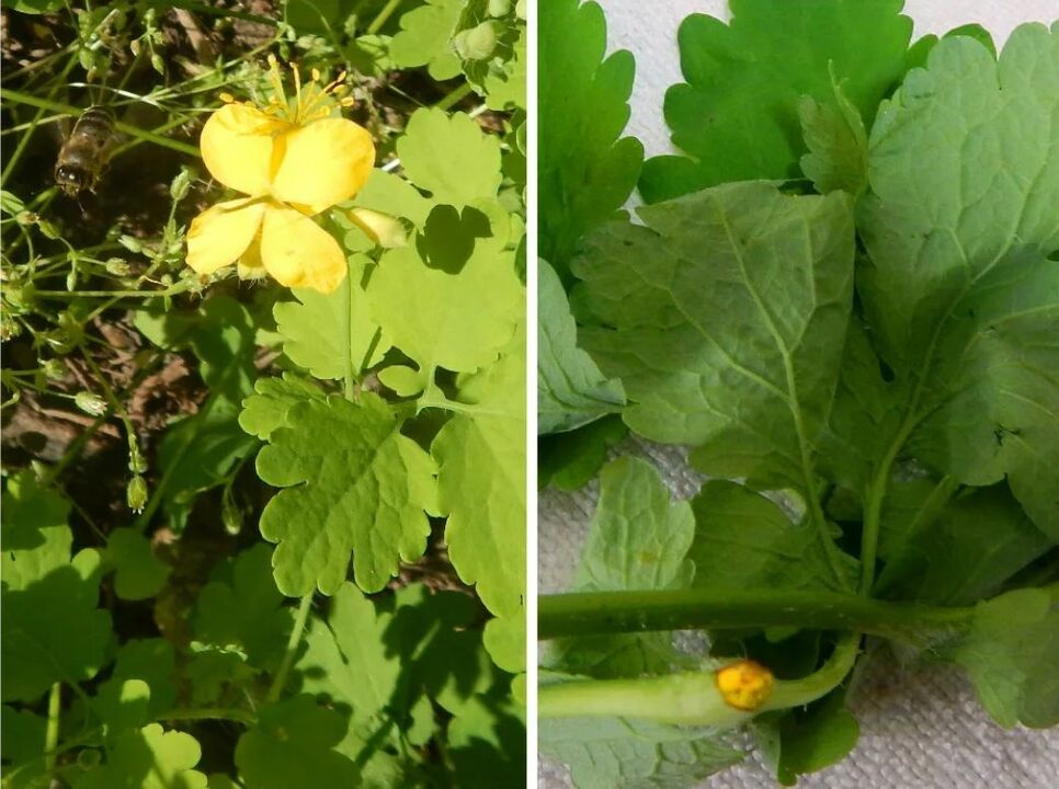 celandine géint Parasiten