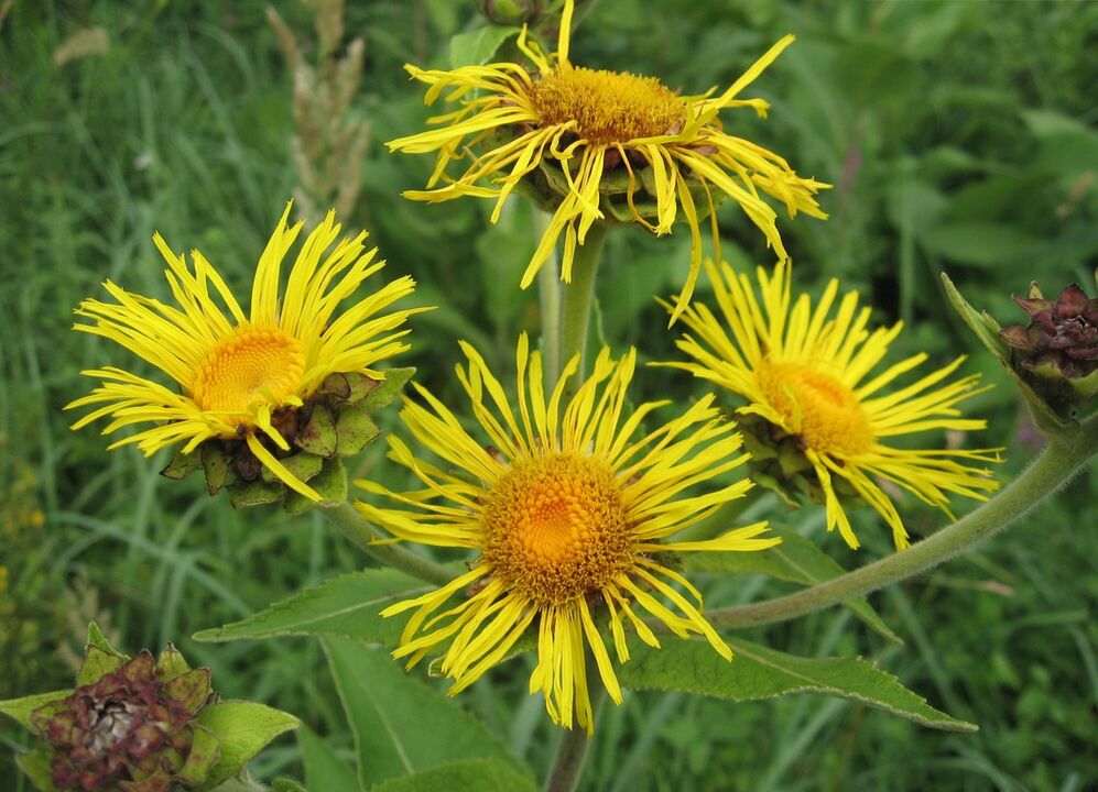 elecampane géint Parasiten