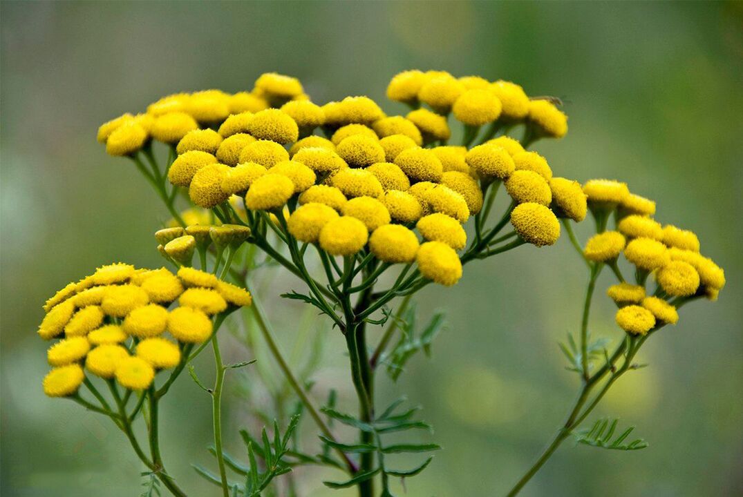 Tansy géint Würmer am Kierper